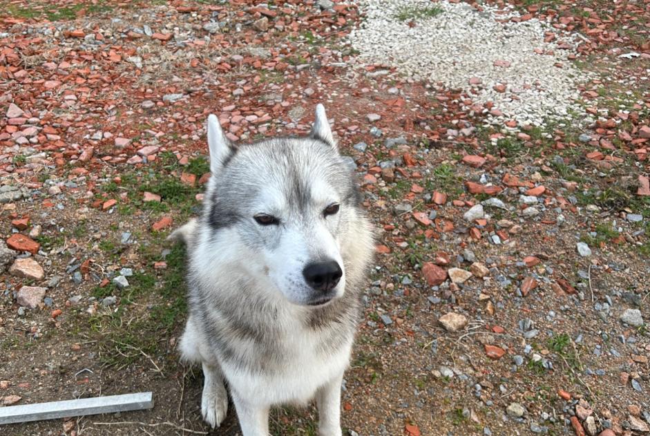 Alerte Découverte Chien  Mâle Saint-Victor France